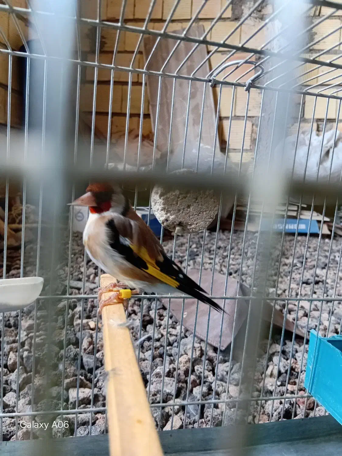 سهره|پرنده|خرم‌آباد, |دیوار