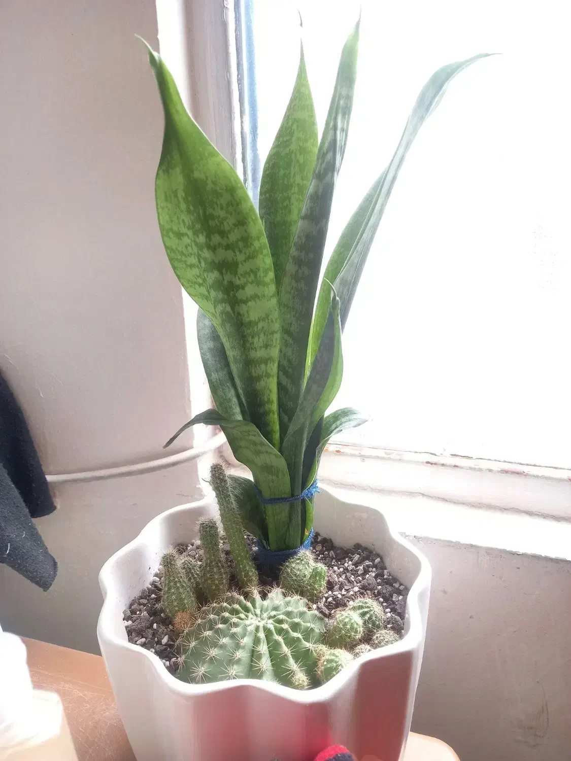 گل ...|گل و گیاه طبیعی|تهران, سلسبیل جنوبی|دیوار