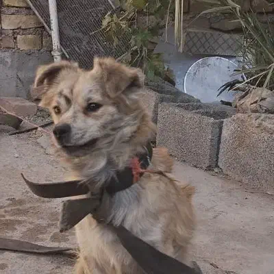 سگ پا کوتاه|سگ|کرمان, |دیوار