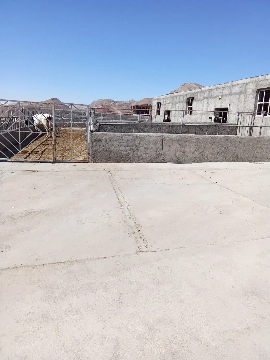 فروش دامداری ۵۰۰۰متر۱۰۰راسی|فروش دفتر صنعتی، کشاورزی، تجاری|مهدی شهر, |دیوار