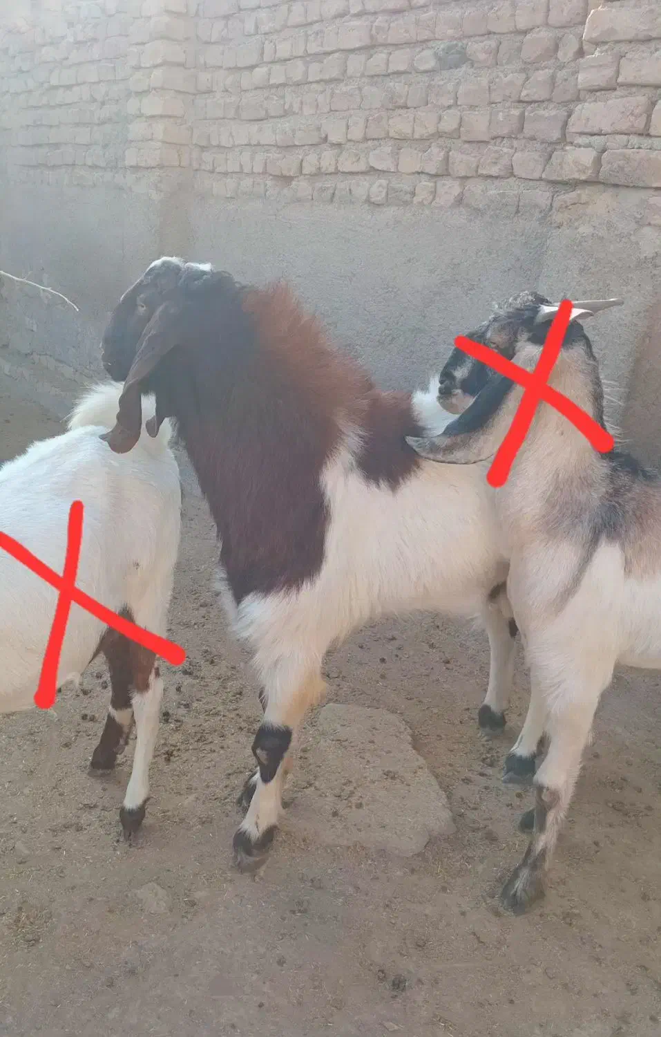 بز نز|حیوانات مزرعه|بجنورد, |دیوار