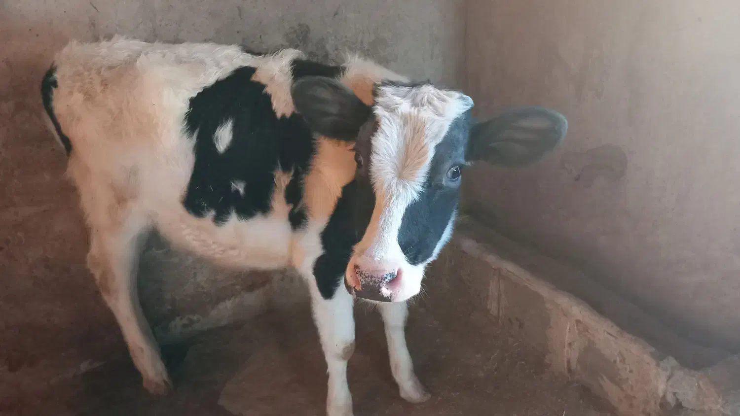 گوساله|حیوانات مزرعه|دالاهو, |دیوار