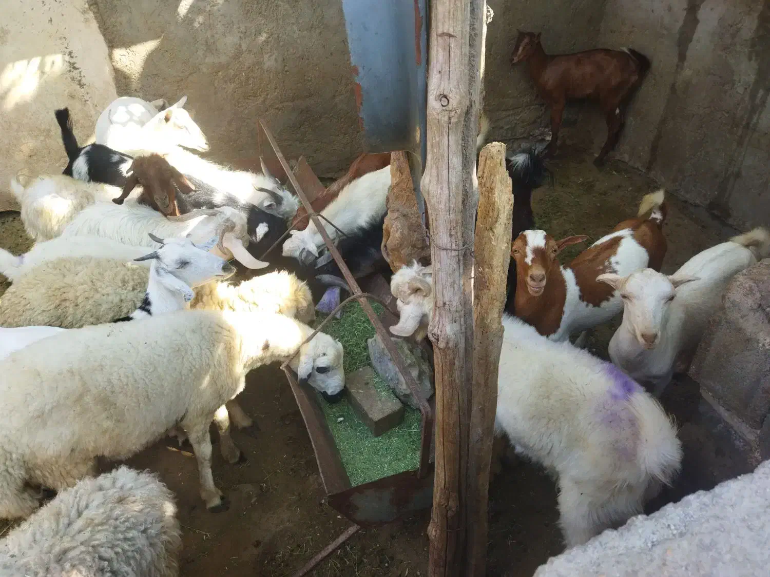 کهره،بره                               شهرک توحید|حیوانات مزرعه|بندرعباس, |دیوار