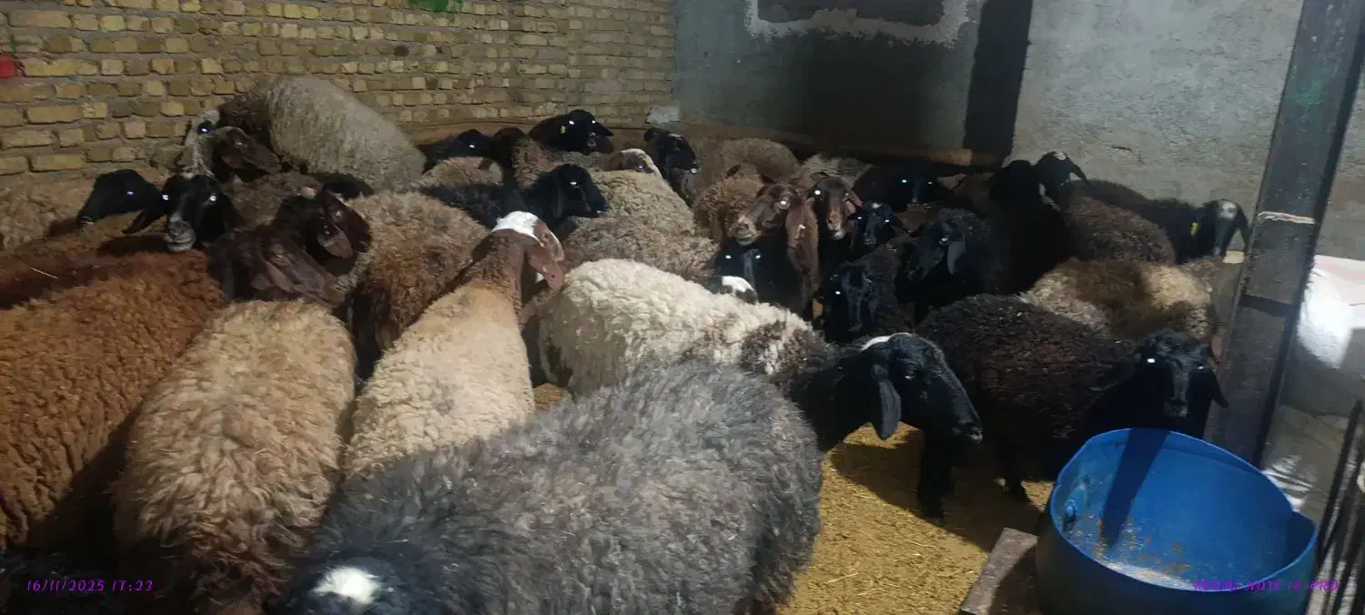 مال چاق|حیوانات مزرعه|قزوین, |دیوار