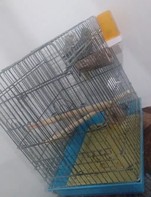 عروس برزیلی|پرنده|اشنویه, |دیوار