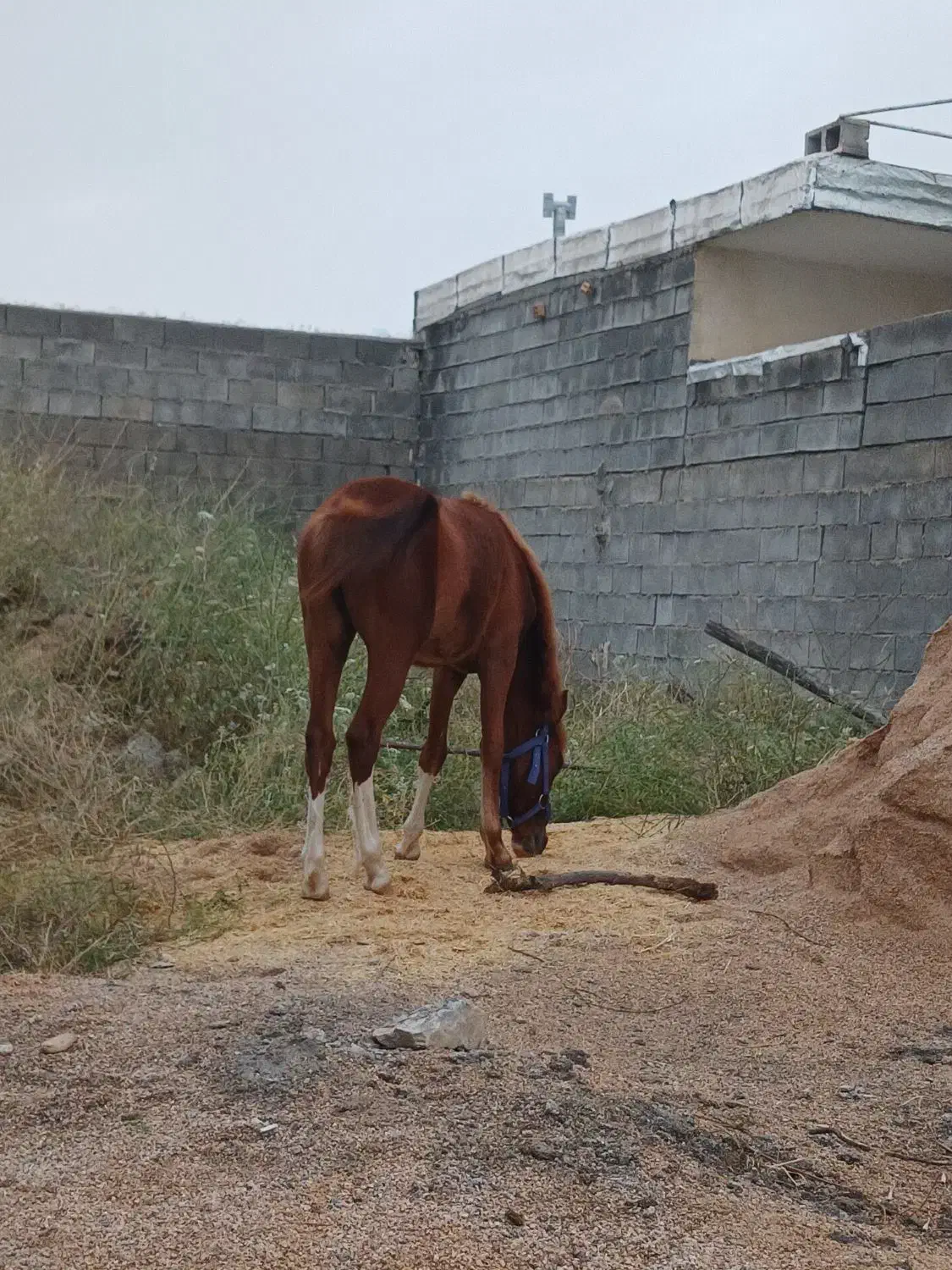 اسب نریون|اسب و تجهیزات اسبسواری|ایذه, |دیوار