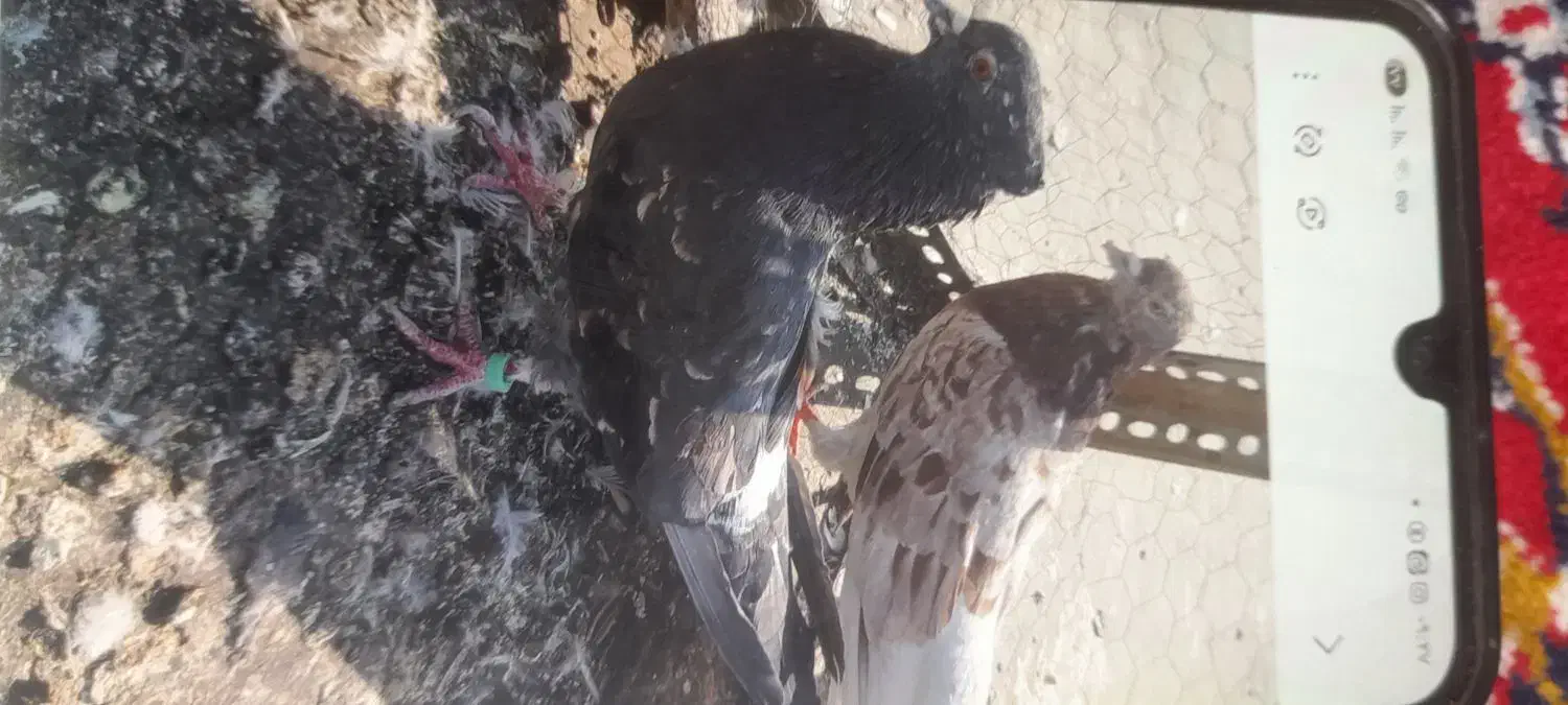 سه طوق سرور|پرنده|تهران, بهمن یار|دیوار