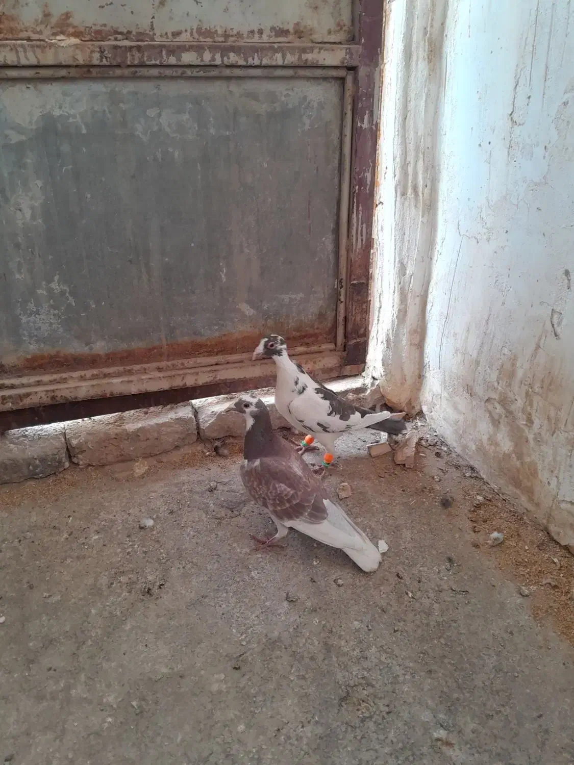 کبوتر المان|پرنده|زبرخان, |دیوار