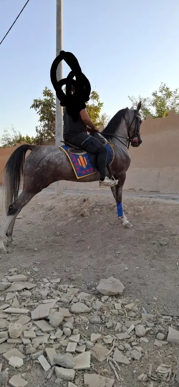 3عدداسب تک بندی خاص شجره قوی از چابک.طوفان.سهراب|اسب و تجهیزات اسبسواری|خمینیشهر, |دیوار