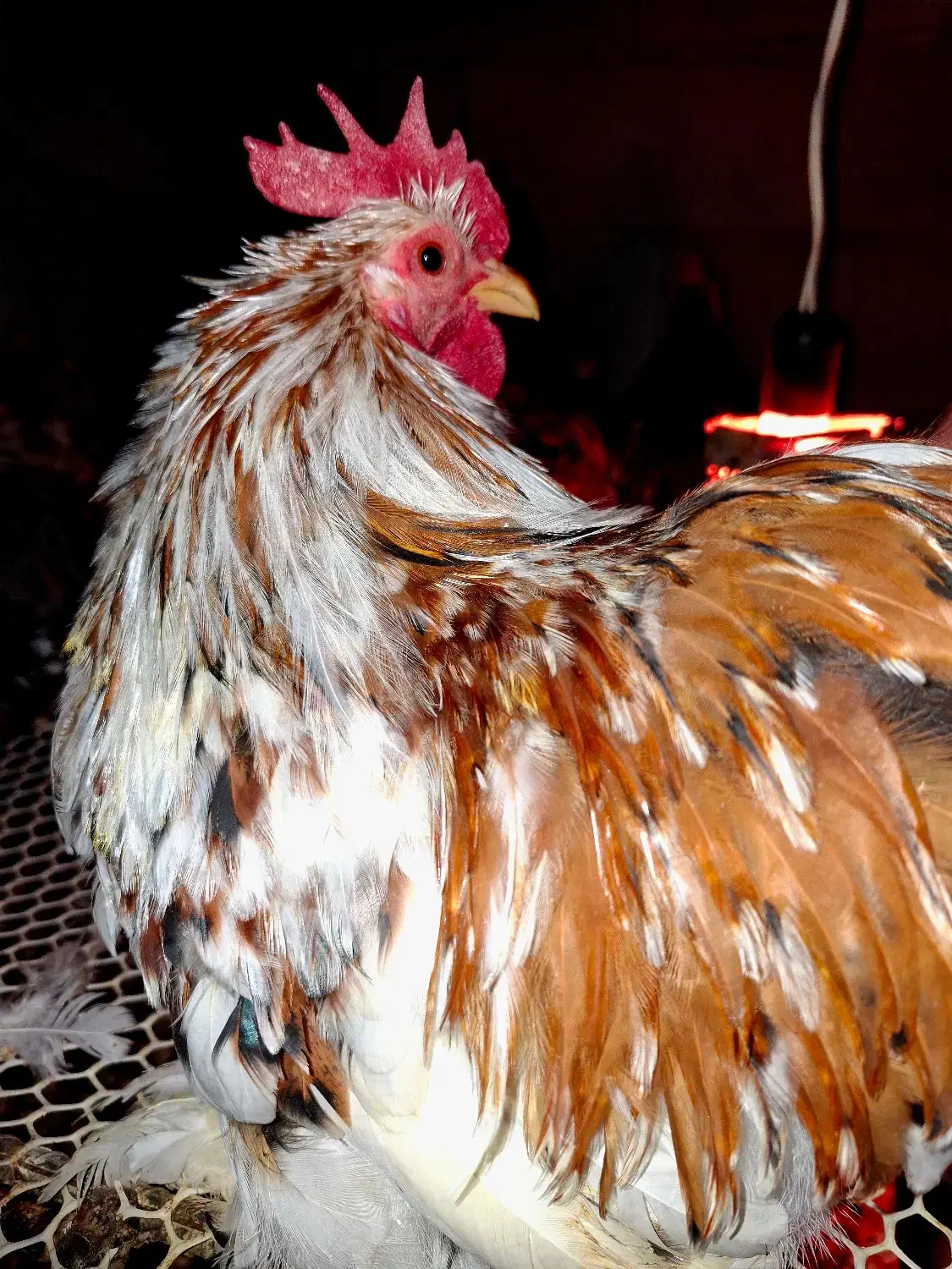 خروس کوشین|حیوانات مزرعه|کرمان, |دیوار