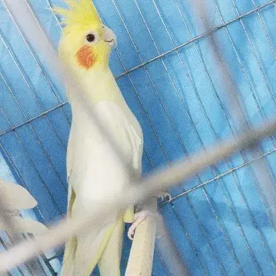 عروس هلندی مولد|پرنده|سبزوار, چهارراه فرودگاه|دیوار