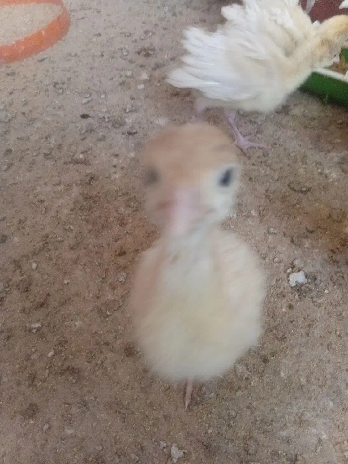 جوجه بوقلمون بیوتی ۲۵ عدد|حیوانات مزرعه|هندیجان, |دیوار