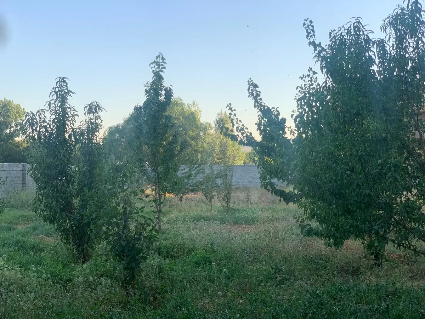 باغ بالاتر از خاوران نرسیده به باسمنج(قابل معاوضه)|فروش دفتر صنعتی، کشاورزی، تجاری|تبریز, |دیوار