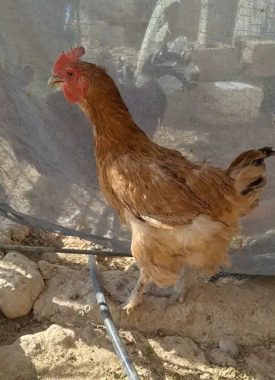 مرغ دیلگونی|حیوانات مزرعه|بهبهان, |دیوار