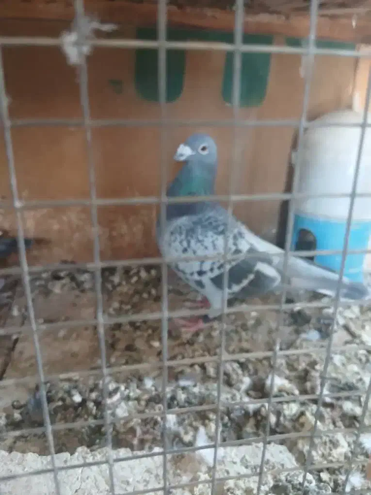 نرعربستان|پرنده|کارون, |دیوار