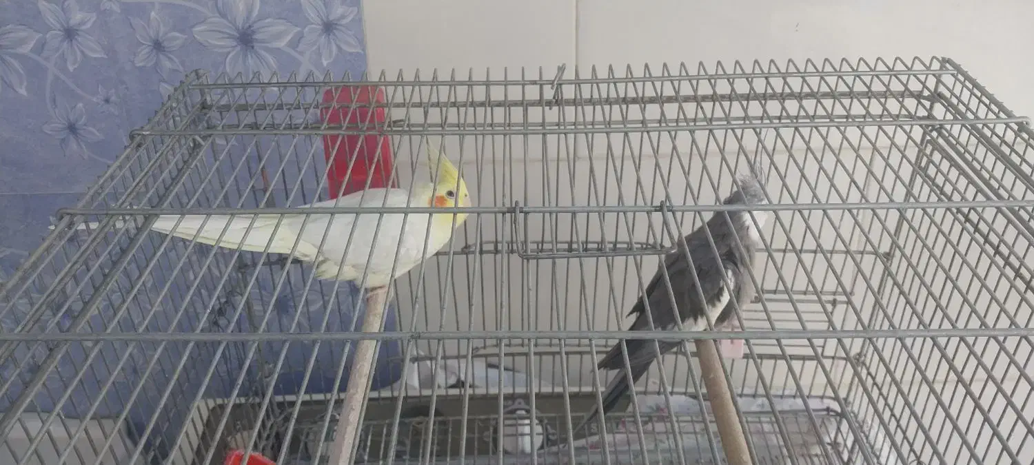 عروس هلندی|پرنده|مرودشت, بیست متری بیمارستان|دیوار