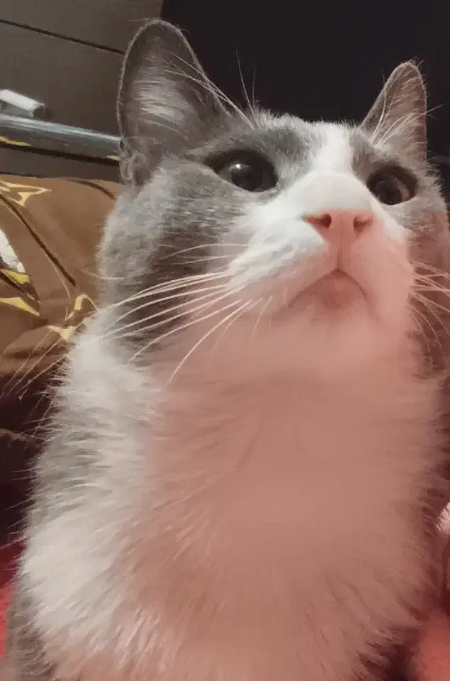 گربه|گربه|تهران, استخر|دیوار