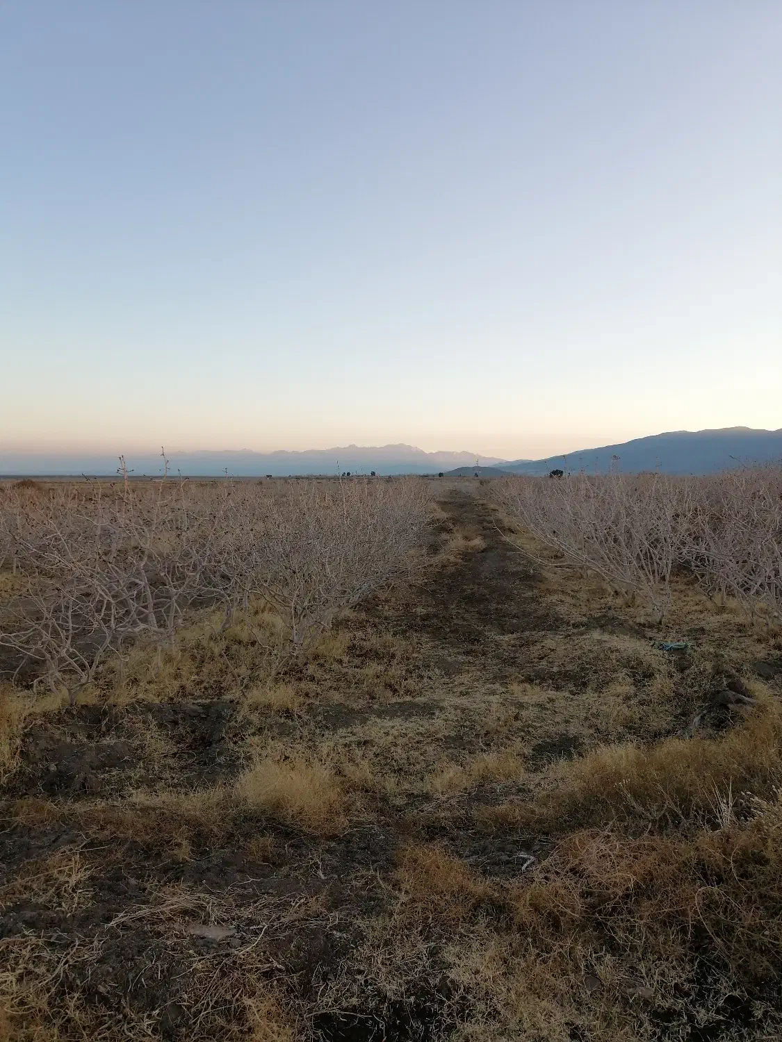 1هکتار زمین پسته ابارق سروستان|فروش زمین و ملک کلنگی|دهبکری, |دیوار
