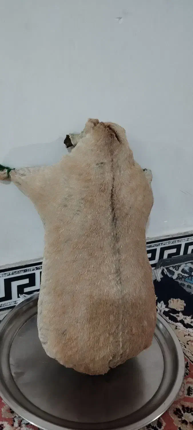 هیزه جای روغن نو|ظروف نگهدارنده، پلاستیکی، یکبارمصرف|بروجرد, |دیوار