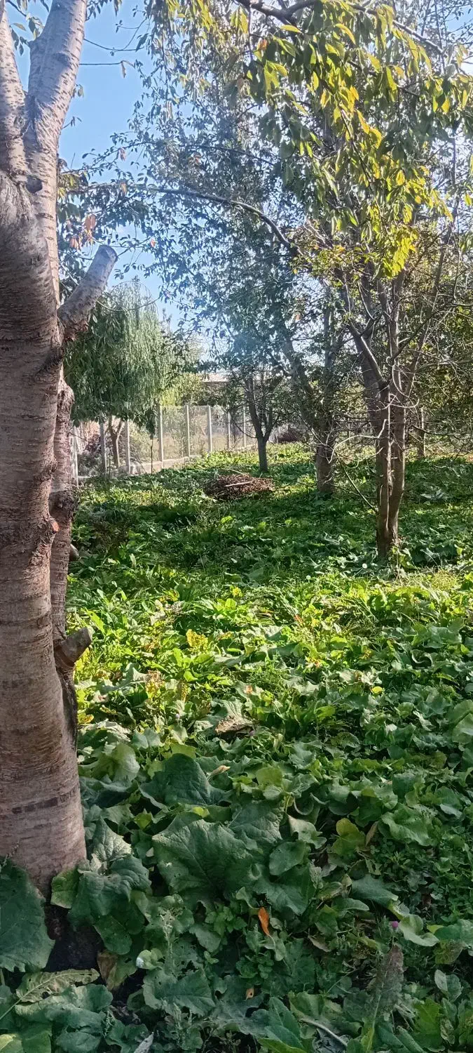 باغ گیلاس تک دانه نزدیک خوی|فروش زمین و ملک کلنگی|فیرورق, |دیوار