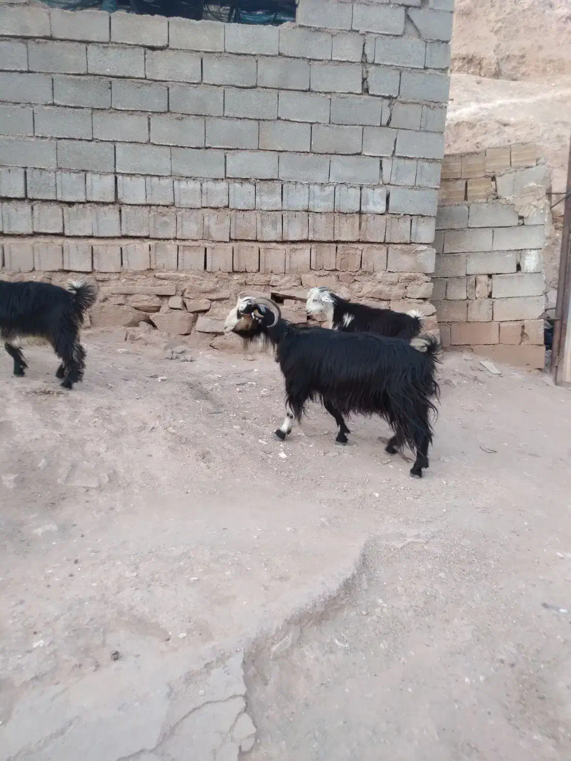 بز ترکی دوقلو زا بادوتا بیگ نر بزرگ زیرش|حیوانات مزرعه|مسجد سلیمان, |دیوار