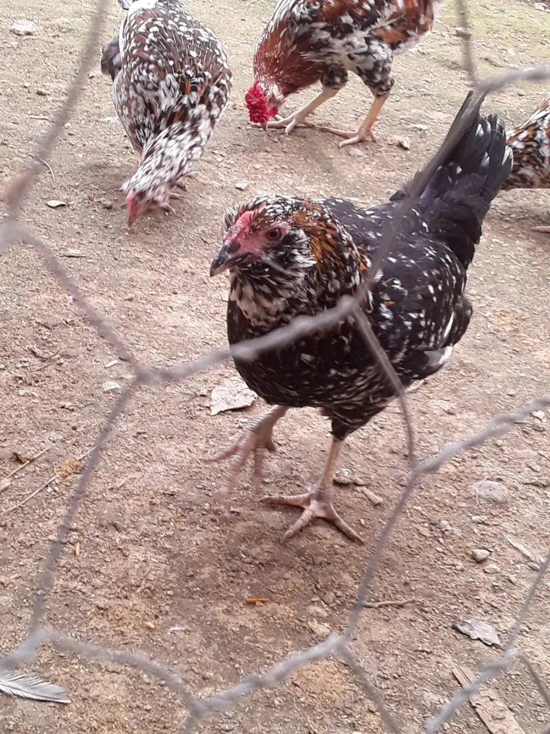 تخم مرغ گلین ۷رنگ خالدار اصیل|حیوانات مزرعه|آمل, |دیوار