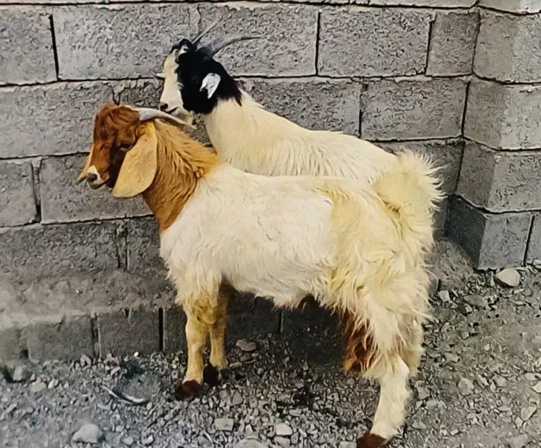 چپشت|حیوانات مزرعه|کهنوج, |دیوار