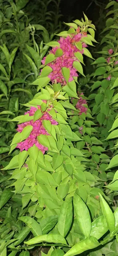 گل کاغذی عمده|گل و گیاه طبیعی|محلات, |دیوار