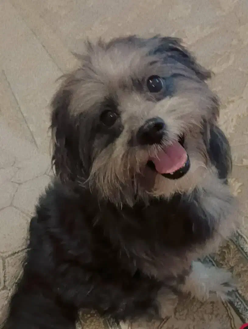 واگذاری|سگ|بومهن, |دیوار