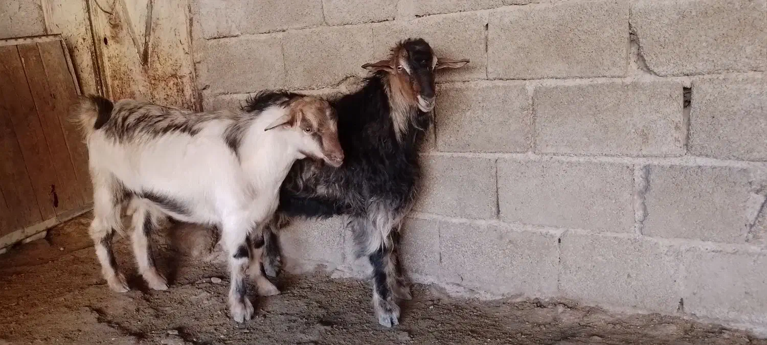 دو بزغاله نر نژاد سه قلو|حیوانات مزرعه|ملکشاهی, |دیوار