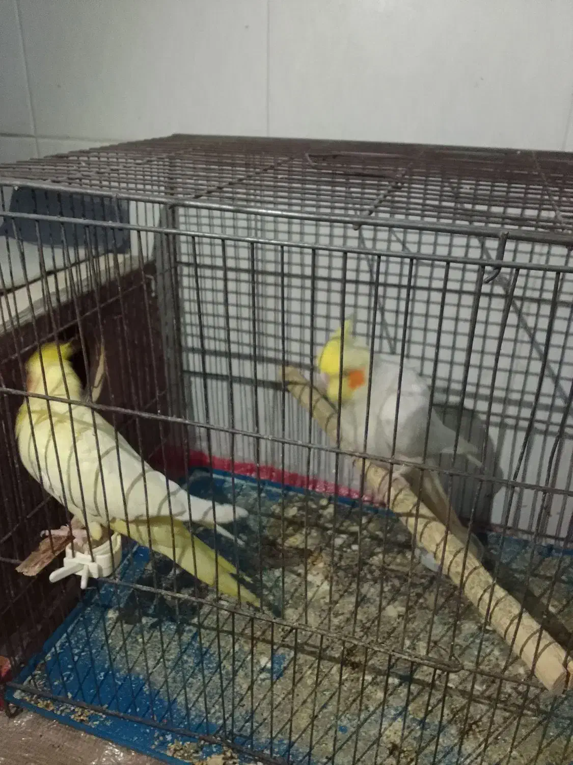 عروس هلندی|پرنده|الوند, |دیوار