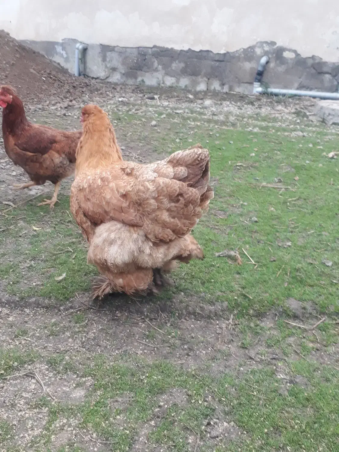 فروش مرغ امپراتور|حیوانات مزرعه|شاندرمن, |دیوار