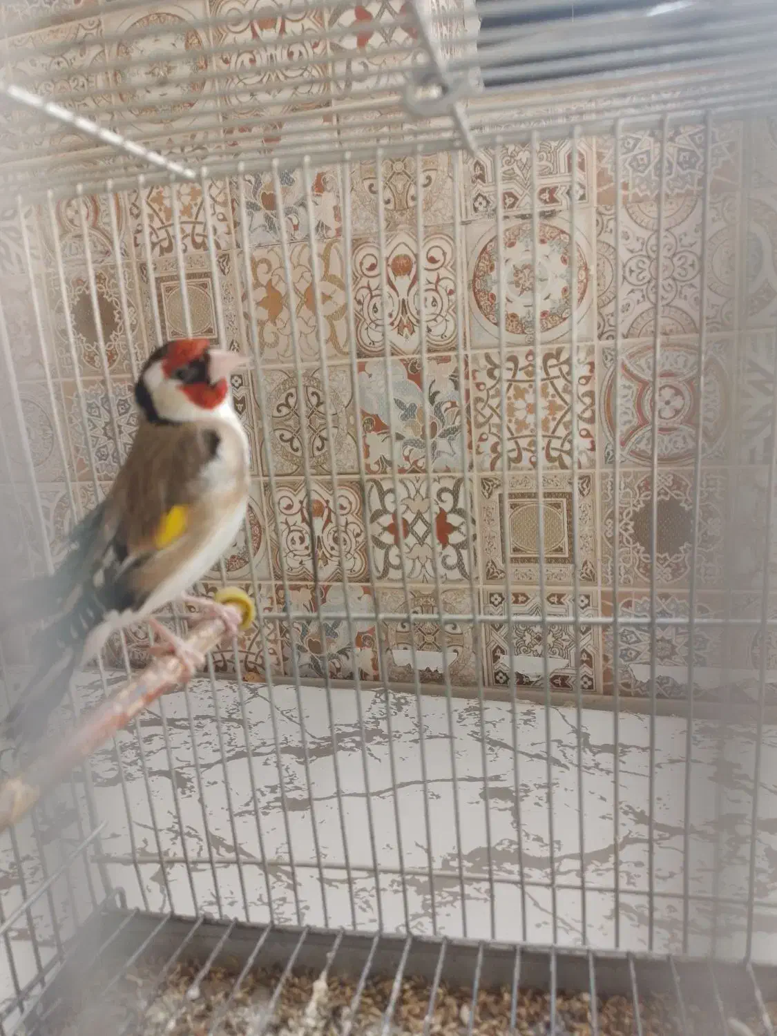 سهره گل قفل|پرنده|لاران, |دیوار