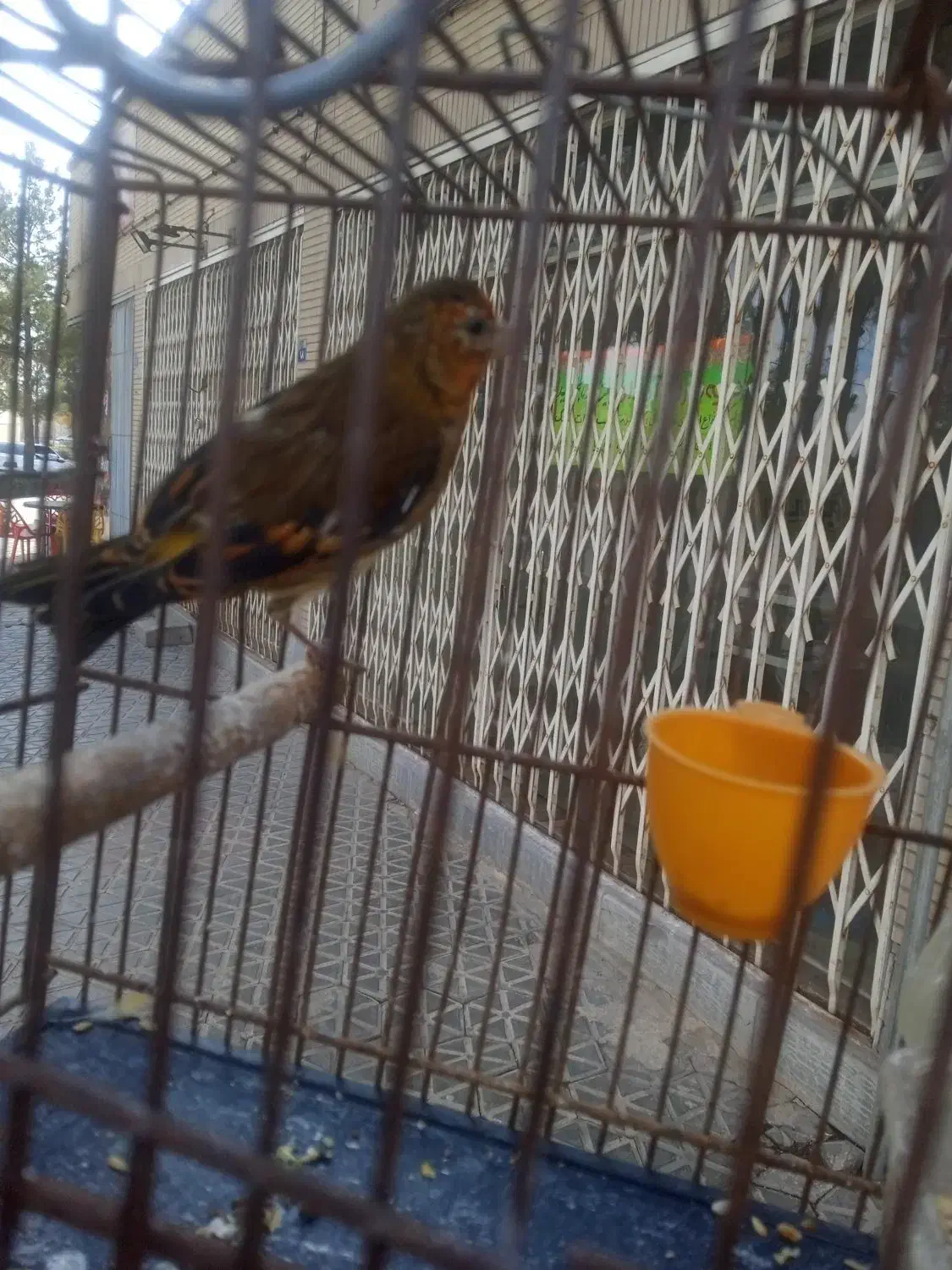 سهره قناری|پرنده|مبارکه, |دیوار