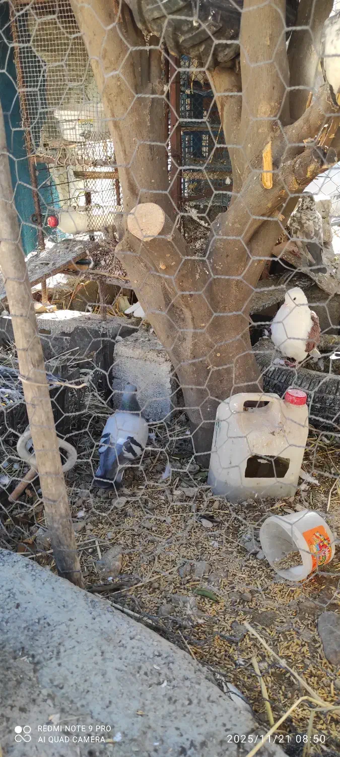 کفتر کبوتر|پرنده|پلدختر, |دیوار