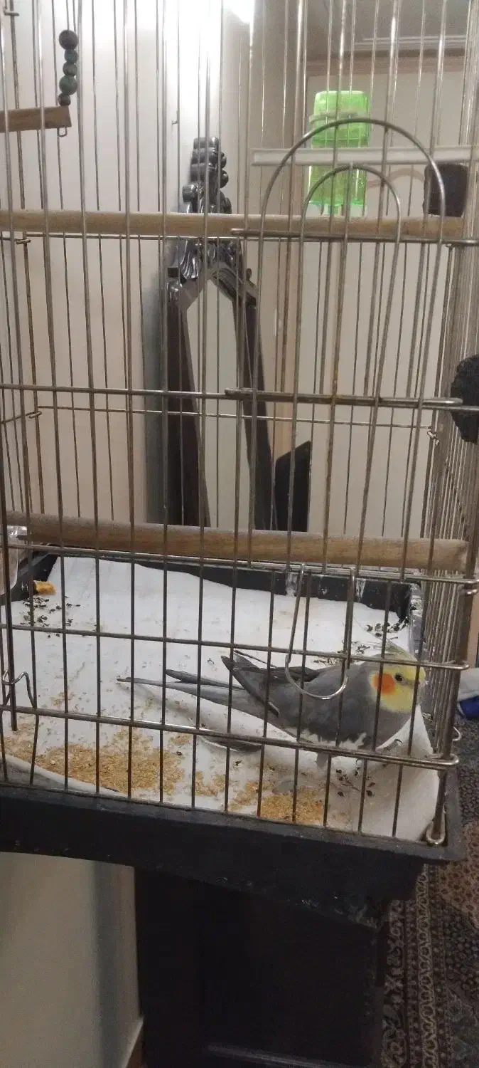 عروس هلندی با قفس|پرنده|تهران, جوادیه|دیوار