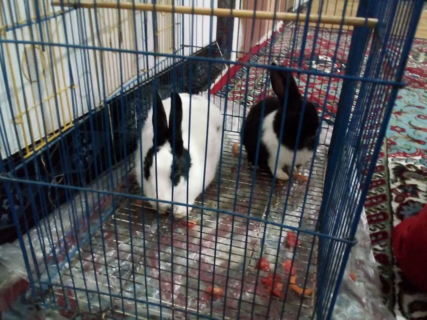 دوتا خرگوش تمیز وسالم|موش و خرگوش|خرم‌آباد, |دیوار