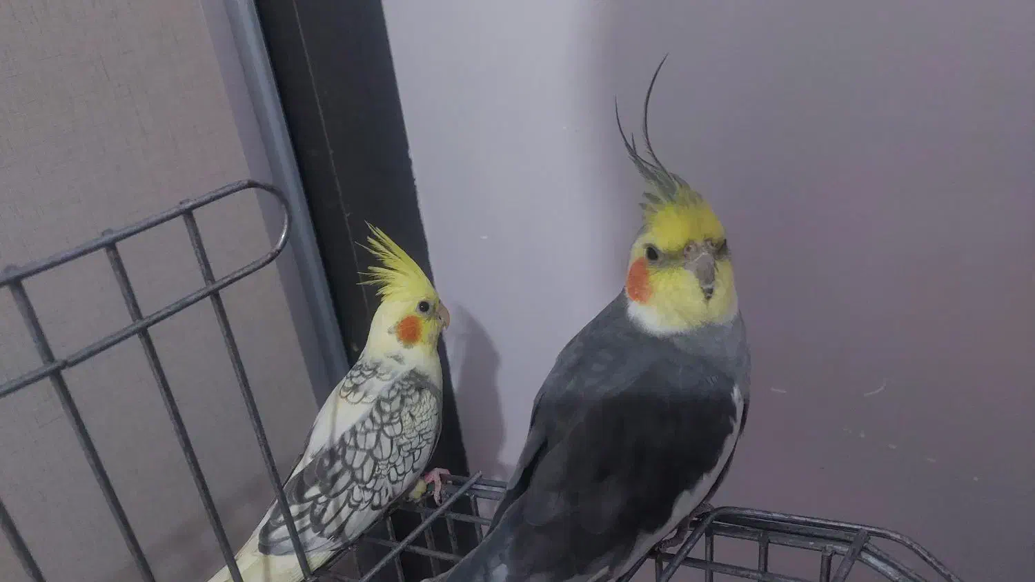 عروس هلندی|پرنده|گرمدره, |دیوار