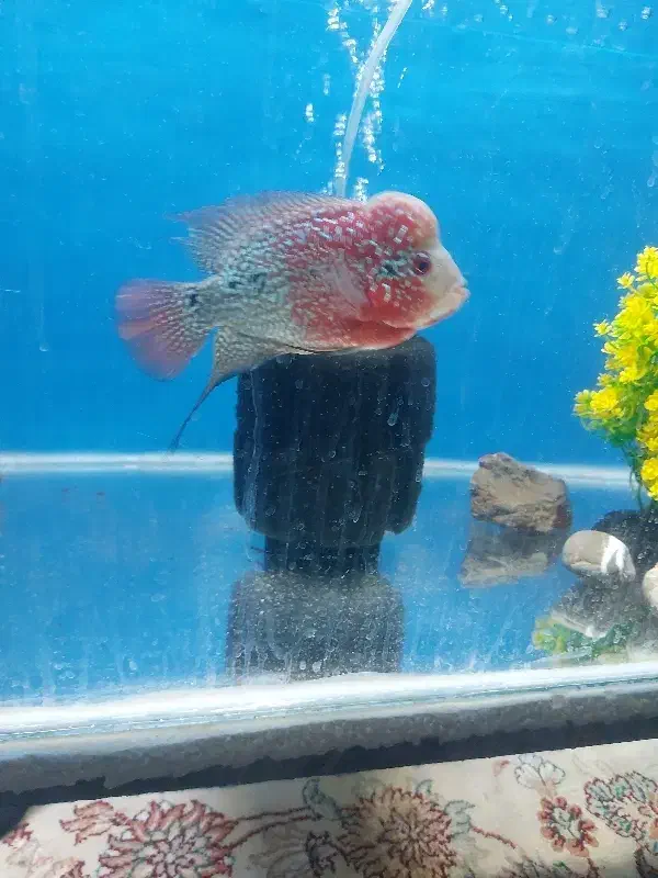 فلاور|ماهی|مشهد, شهید قربانی|دیوار