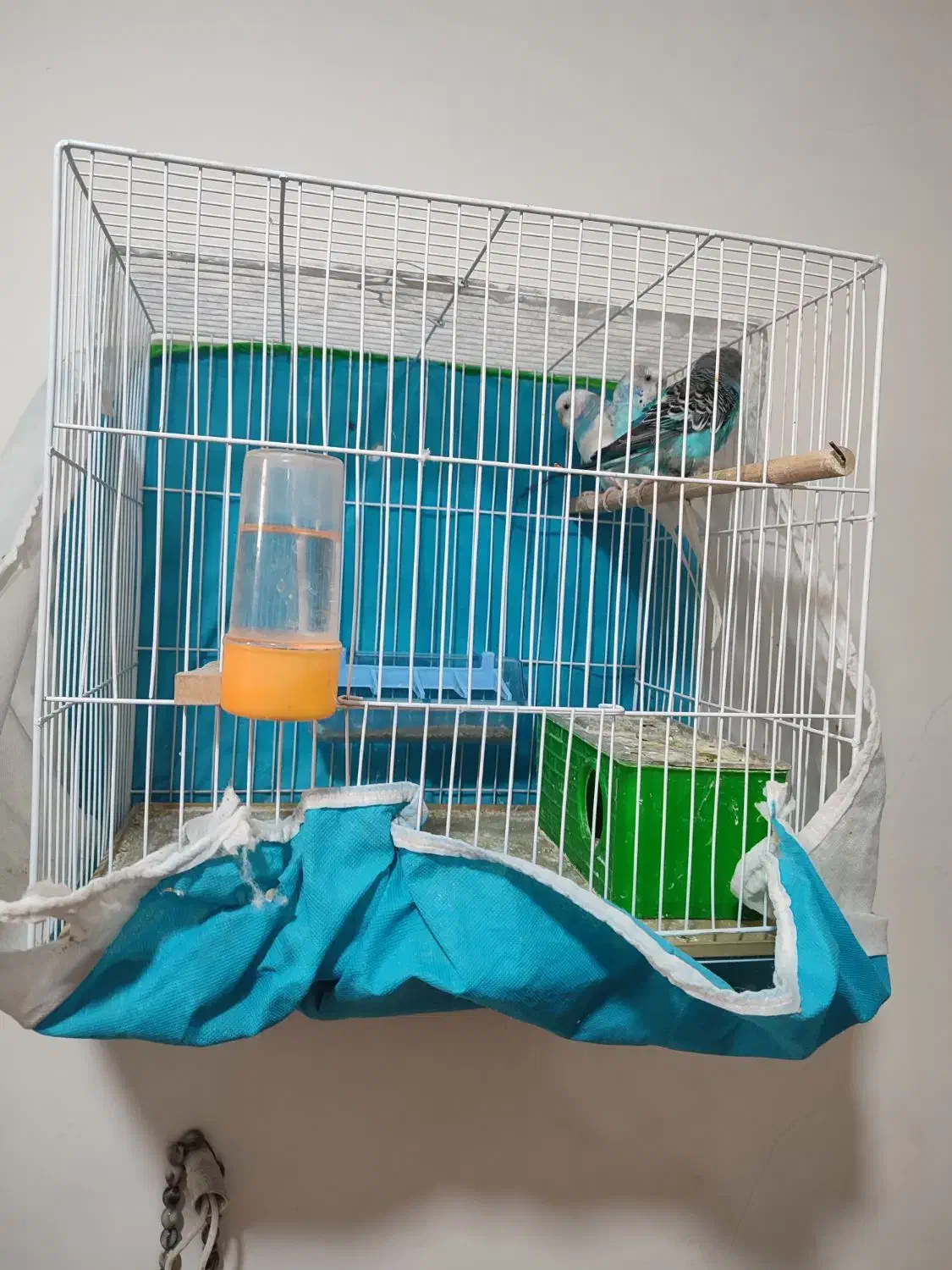 3 عدم مرغ عشق|پرنده|مشهد, امیریه|دیوار