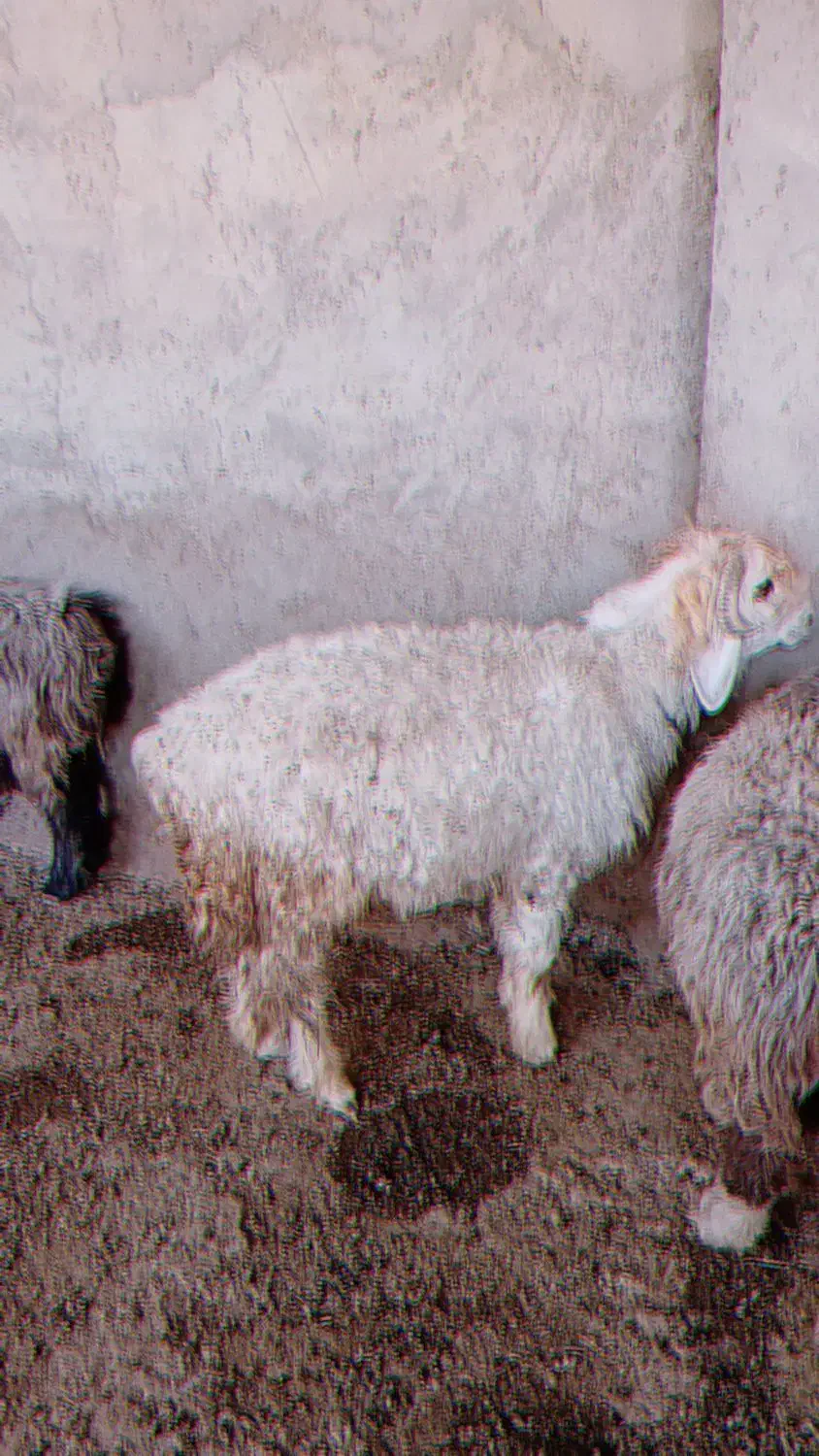 کووه نرمیشی چاق ومست|حیوانات مزرعه|شوشتر, |دیوار