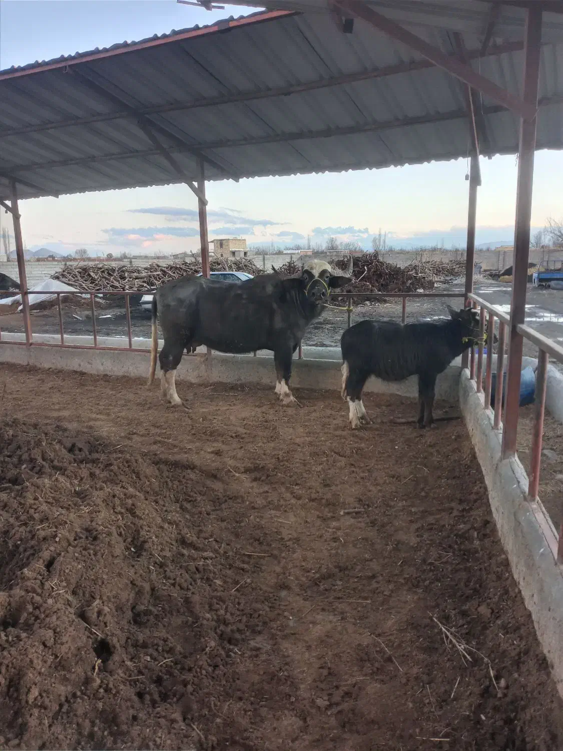 گاومیش|حیوانات مزرعه|نوشین شهر, |دیوار