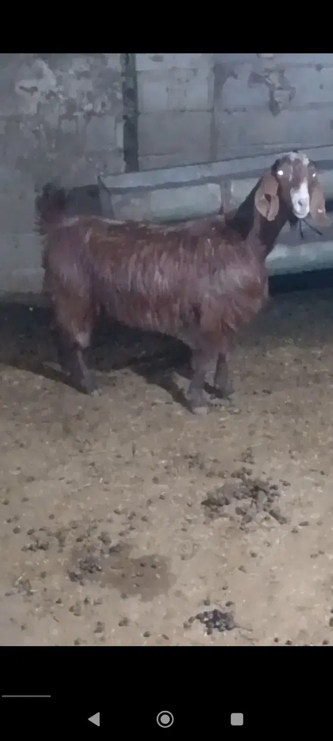 بز.|حیوانات مزرعه|سمنان, |دیوار