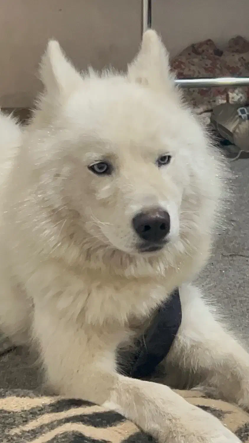 سگه هاسکی گمشده|حیوانات|تبریز, |دیوار