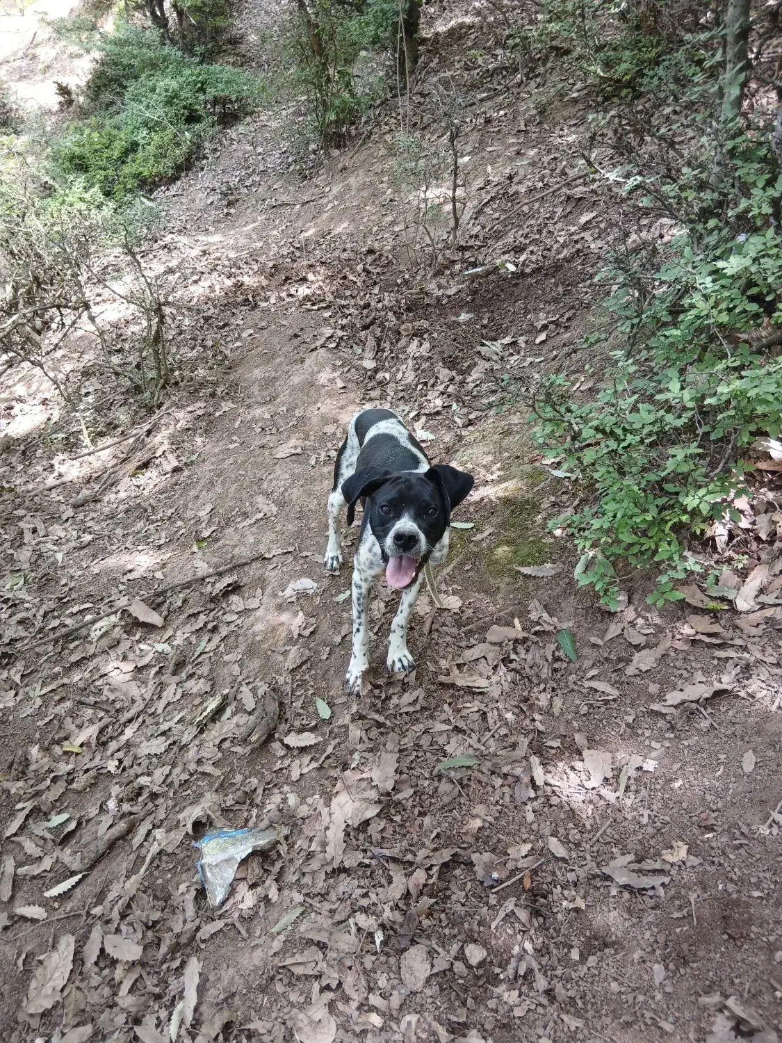 پوینتر انگلیس|سگ|گلی داغ, |دیوار