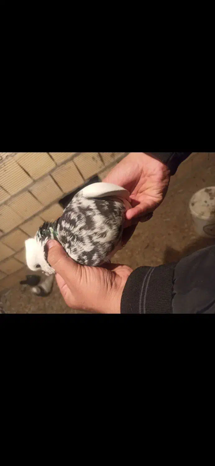 کبوتر طوقی|پرنده|سرپل ذهاب, |دیوار