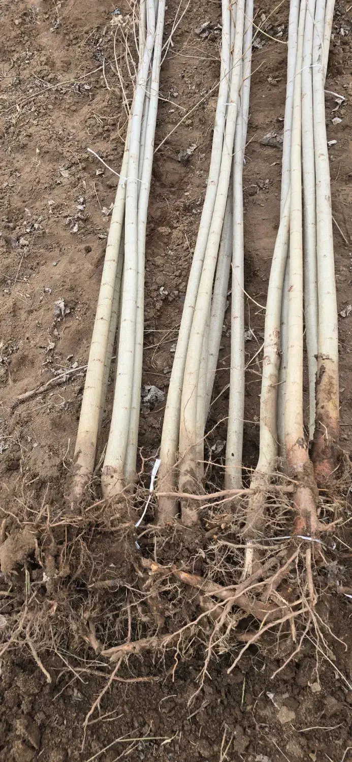 فروش صنوبر مرغوب و تازه با قیمت بسیار مناسب|خدمات باغبانی و درختکاری|نورآباد ممسنی, |دیوار