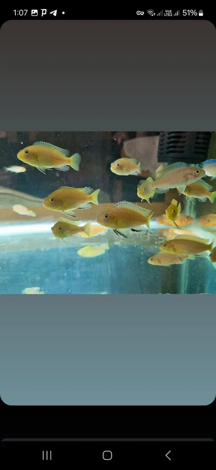 ماهی سیچلاید ماکرو زرد|ماهی|مرند, |دیوار