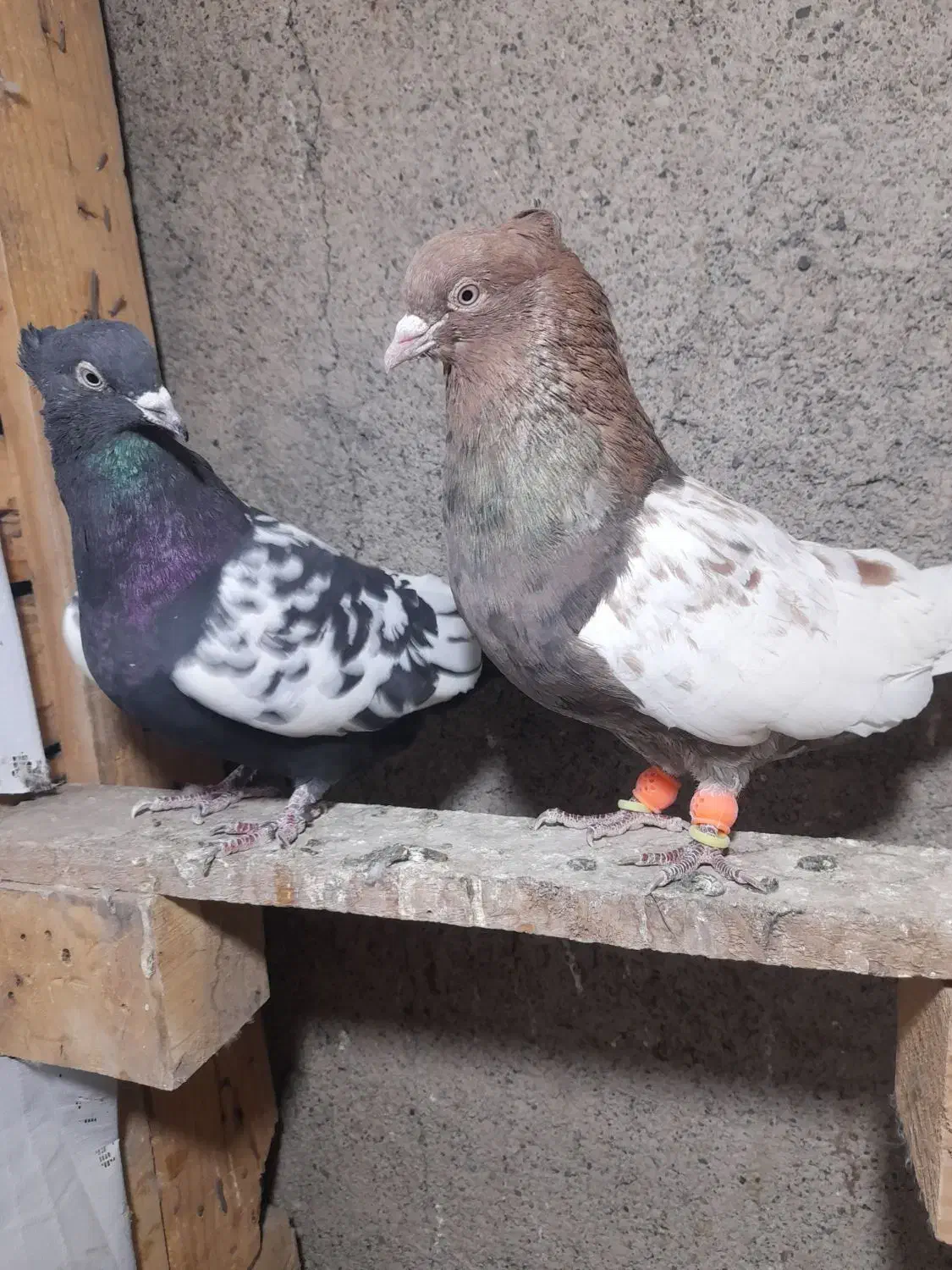 چندجفت رنگه مقبول|پرنده|مشهد, فارغ التحصیلان|دیوار