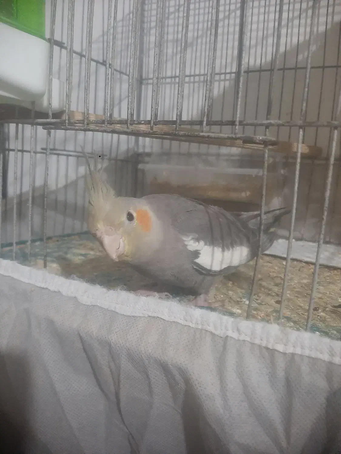 عروس هلندی|پرنده|رشت, تازه آباد|دیوار